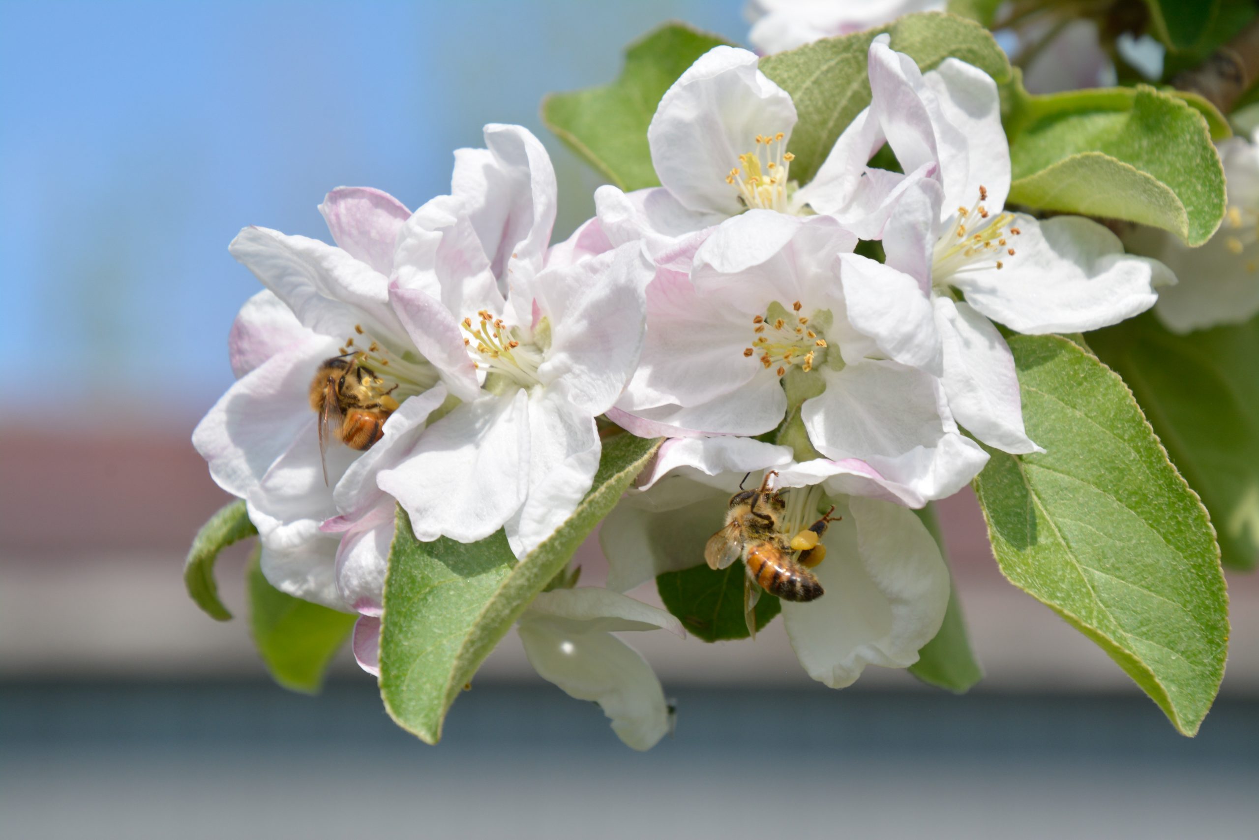 002-PD-Apple Blossoms Bees #3642 Peggy deWitt (3) (1)